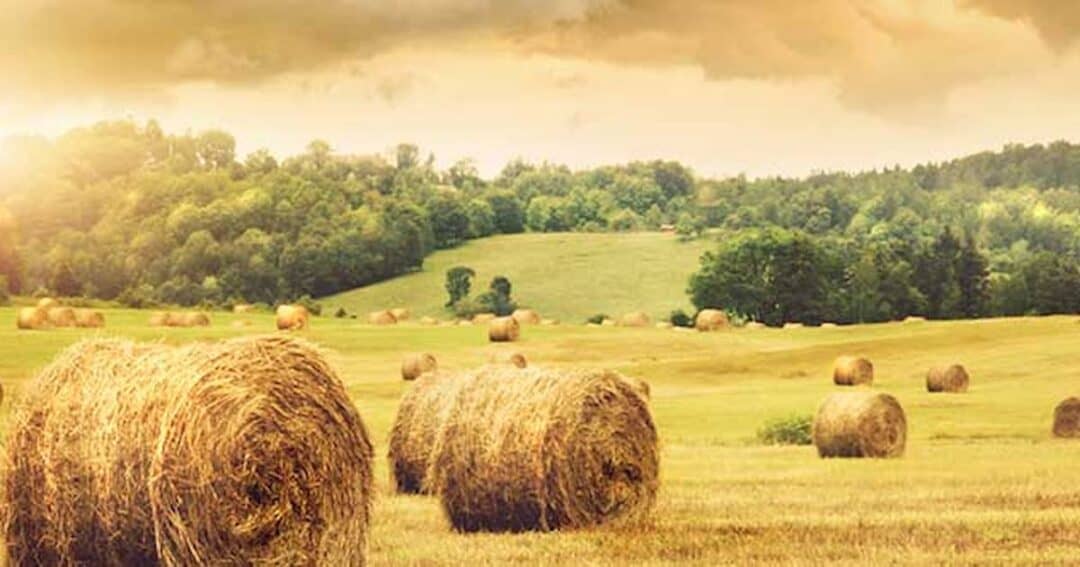 A picturesque rural scene with round hay bales scattered across a golden field under a partly cloudy sky. Sunlight filters through the clouds, illuminating lush green trees in the background.