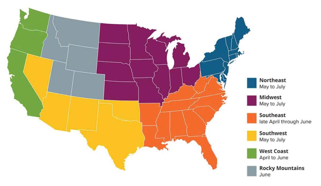 Map of the continental U.S. showing regions identified by colors: Northeast (blue), Midwest (purple), Southeast (orange), Southwest (yellow), West Coast (green), and Rocky Mountains (gray). Labels indicate cicada emergence timeframes by region.