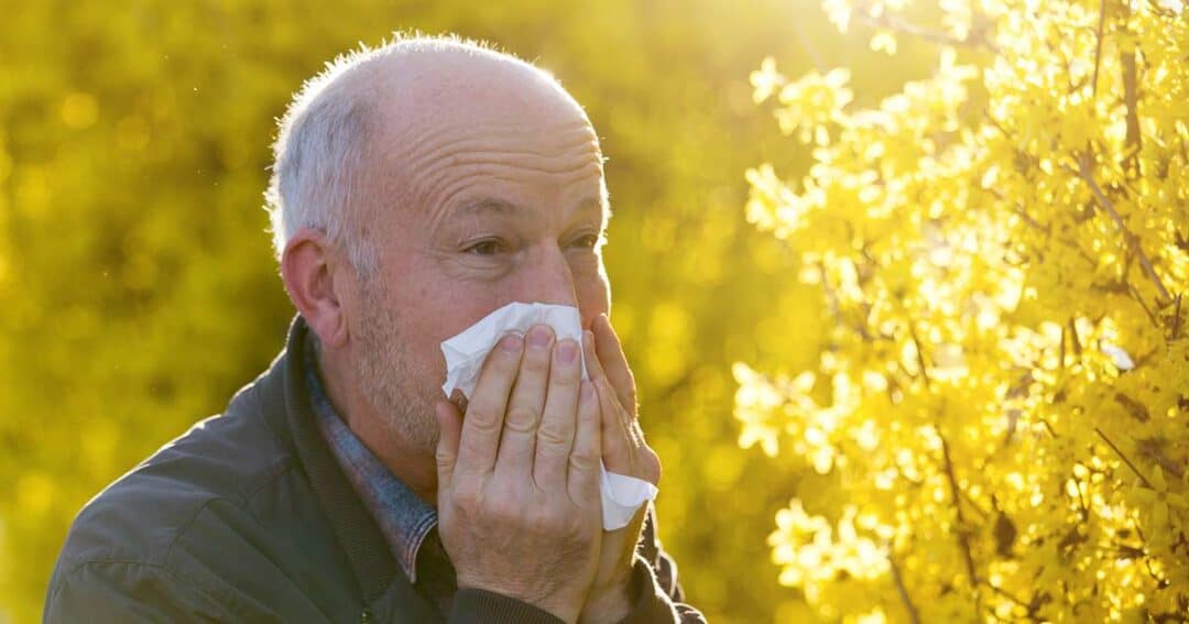 elderly man with tree pollen allergies blows his nose into a tissue